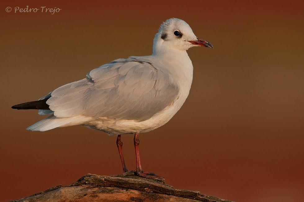 Gaviota reidora ( Larus ridibundus )